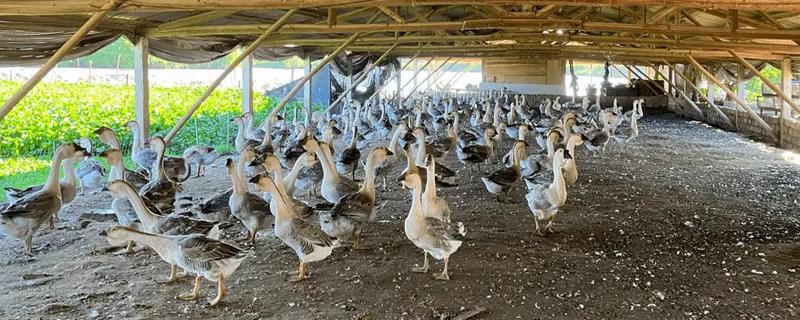 鹅霍乱如何防治，发现病鹅要及时隔离