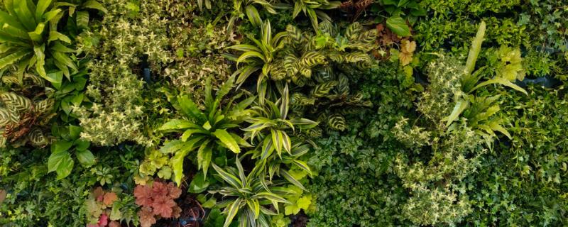 绿化墙用哪些植物好,可以选择常绿植物、藤本植物等
