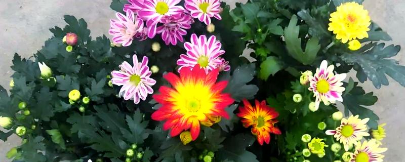 雏菊的花语，寓意天真、单纯等