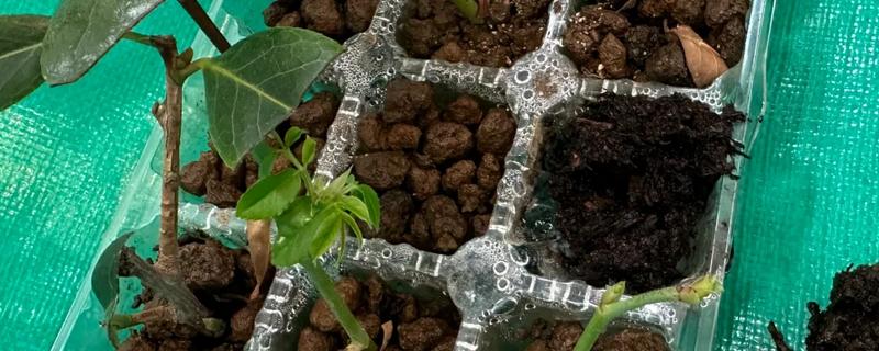 白兰花扦插生根的时间，可以在春秋进行