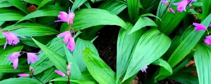 白芨的高产栽培技术，种植温度保持18到20度左右