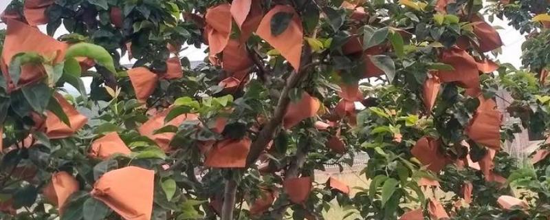 梨树夏季如何管理，谢花后15天左右开始疏果