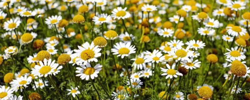 雏菊发芽后的护理方法，环境湿度保持在70%以上