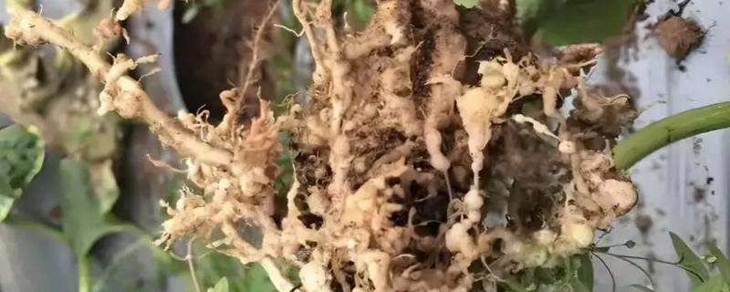 南瓜根线虫病的传播途径，传播途径主要是病土、病苗等