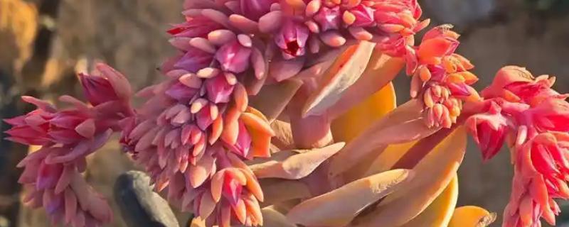 花剑是什么,是多肉植物的生理结构之一