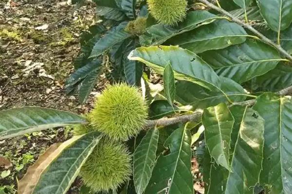 板栗树几年才能结果,种5-8年后结果