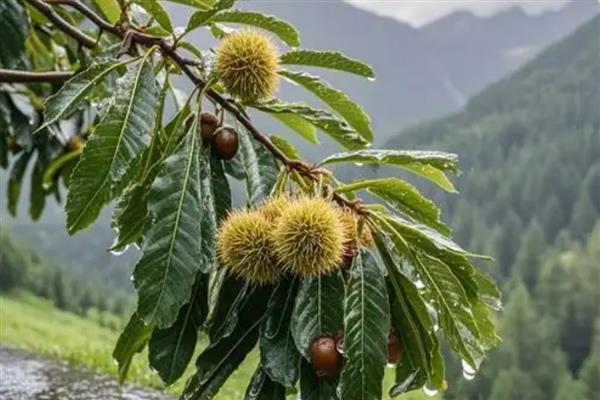 板栗树几年才能结果,种5-8年后结果