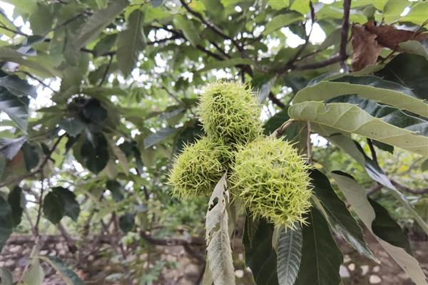 板栗树几年才能结果,种5-8年后结果