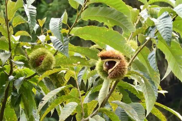 板栗树几年才能结果,种5-8年后结果