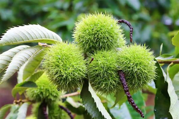 板栗树几年才能结果,种5-8年后结果