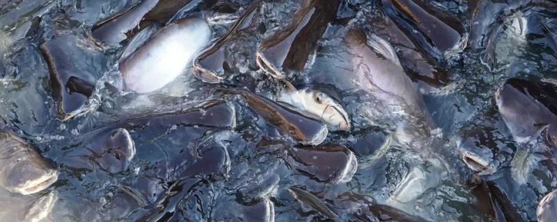 农村养殖的项目推荐，推荐养殖巴沙鱼、牡蛎等