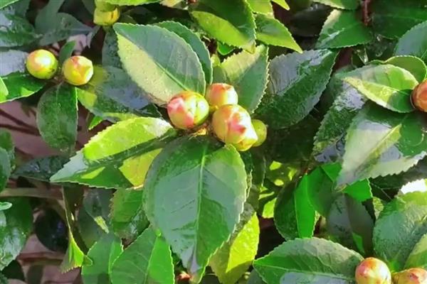 秋天茶花如何浇水，可以每隔3-5天浇水一次