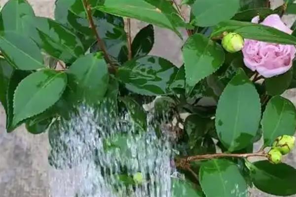 秋天茶花如何浇水，可以每隔3-5天浇水一次