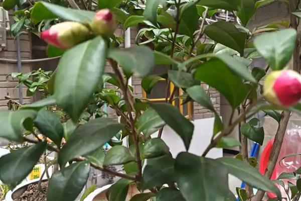 秋天茶花如何浇水，可以每隔3-5天浇水一次