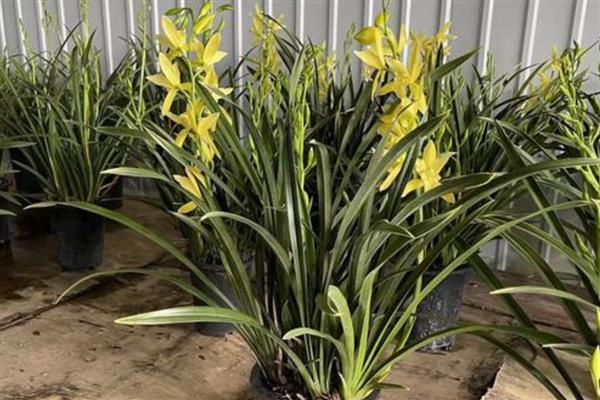 黄金小神童的养殖方法，通常采用漫灌的方式浇水