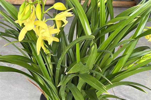 黄金小神童的养殖方法，通常采用漫灌的方式浇水