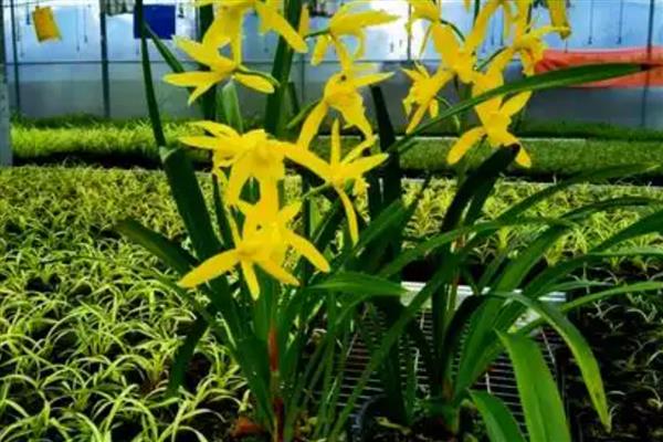 黄金小神童的养殖方法，通常采用漫灌的方式浇水