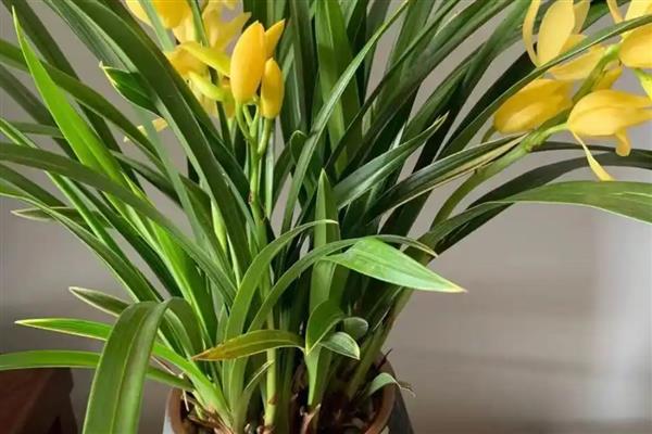 黄金小神童的养殖方法，通常采用漫灌的方式浇水