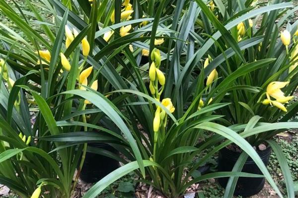 黄金小神童的养殖方法，通常采用漫灌的方式浇水