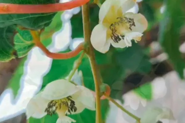 软枣猕猴桃简介,株上的小枝基本无毛