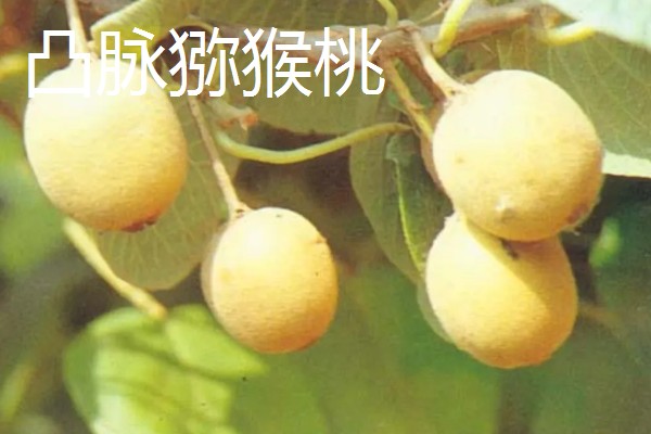 软枣猕猴桃简介,株上的小枝基本无毛