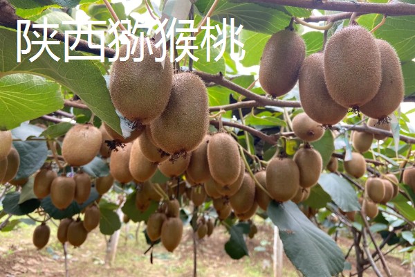 软枣猕猴桃简介,株上的小枝基本无毛