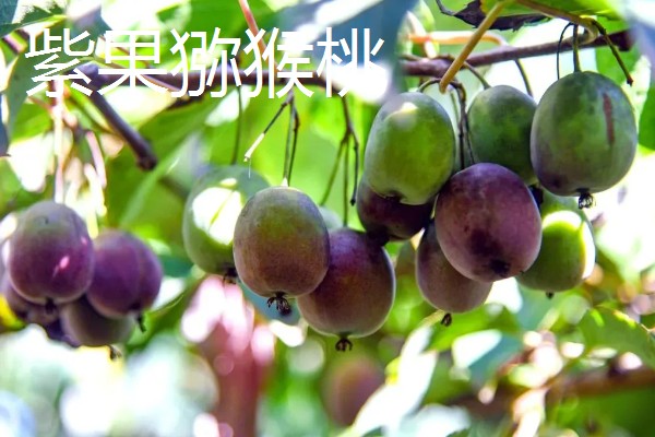 软枣猕猴桃简介,株上的小枝基本无毛