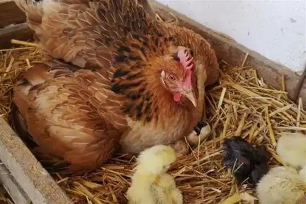 母鸡抱窝会不会饿死,是不会饿死的