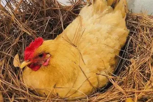 母鸡抱窝会不会饿死,是不会饿死的
