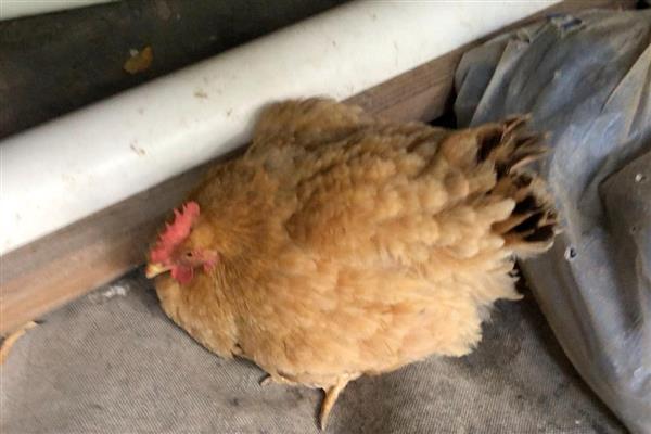 母鸡抱窝会不会饿死,是不会饿死的