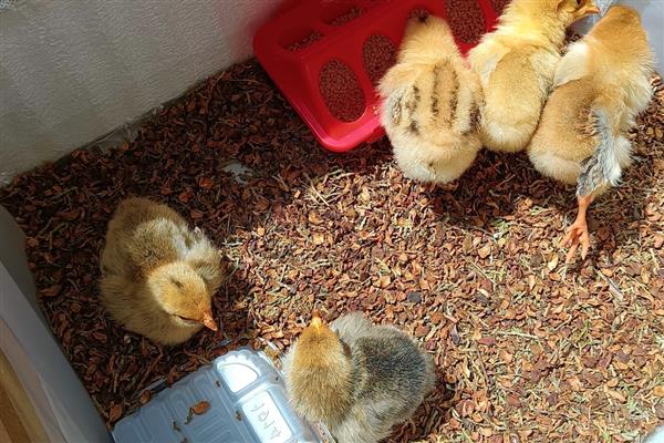 母鸡抱窝会不会饿死,是不会饿死的