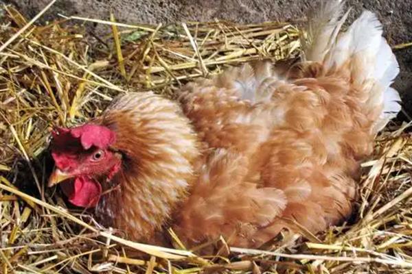 母鸡抱窝会不会饿死,是不会饿死的