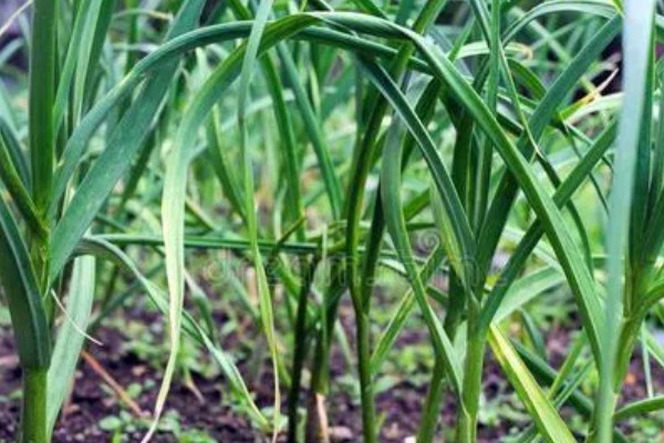 大蒜叶子的特点,高可达35厘米左右