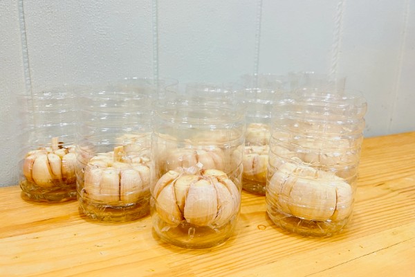 大蒜叶子的特点,高可达35厘米左右