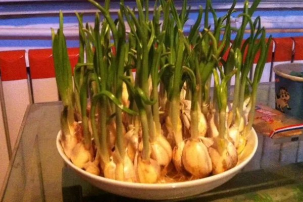 大蒜叶子的特点,高可达35厘米左右