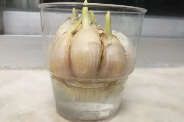 大蒜叶子的特点,高可达35厘米左右