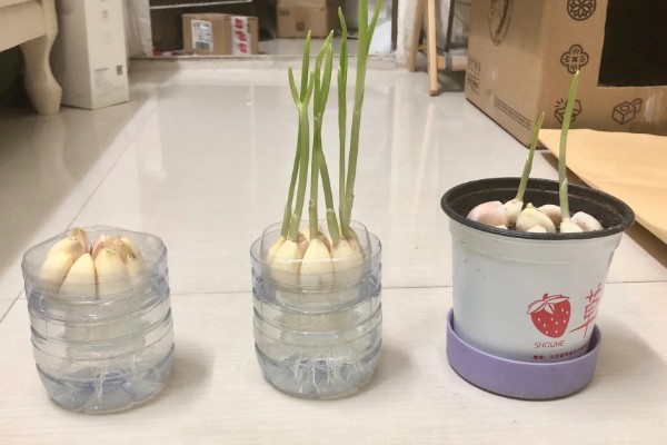 大蒜叶子的特点,高可达35厘米左右