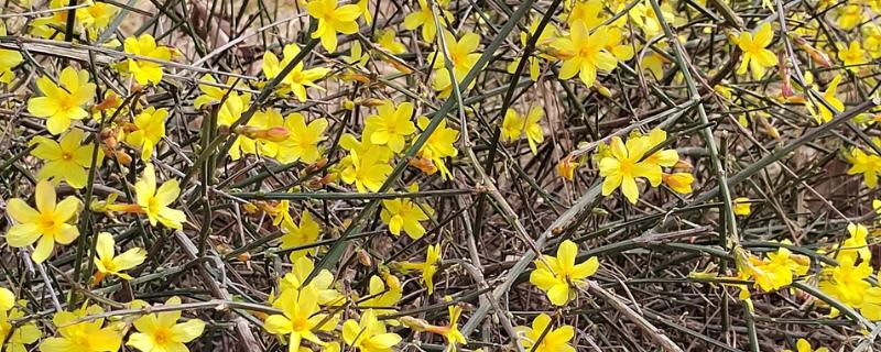 4月开花的植物,有迎春花、桃花等