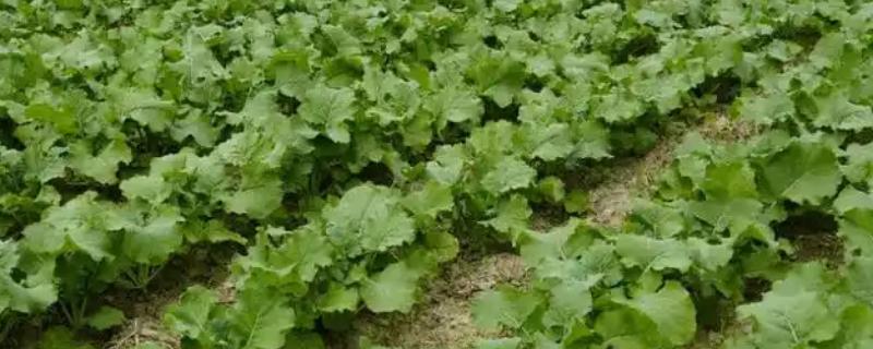 立秋后可以种什么农作物，推荐苦荞、油菜、红菜苔等