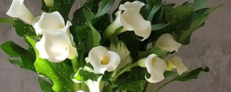 盆栽马蹄莲怎么养殖，平时让土壤保持湿润