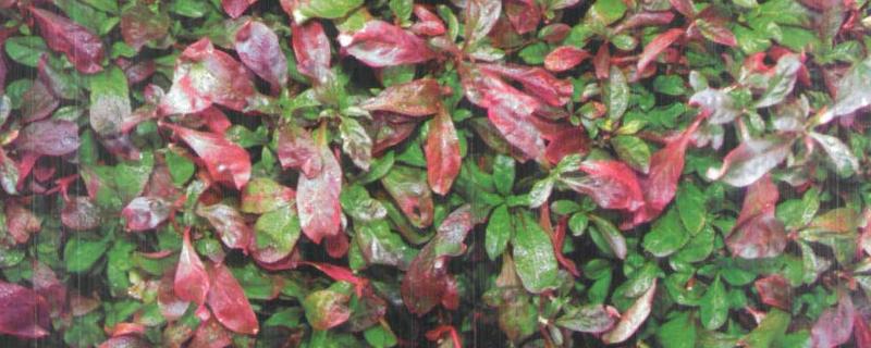 五色苋的繁殖方法，可播种也可扦插繁殖