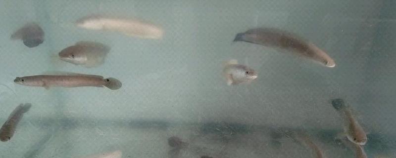 雷龙鱼混养注意事项，要保证食物充足