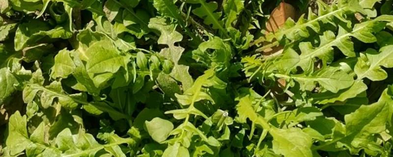 荠菜种植方法，播种后要浇水保湿