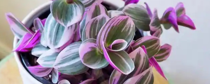 为什么吊竹梅会烂根，可能是浇水过多所致