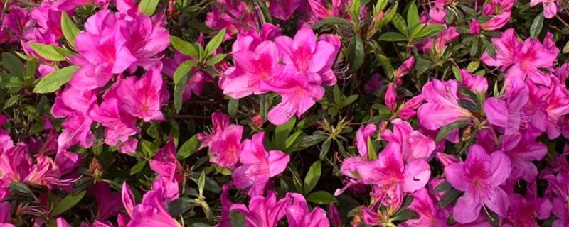 杜鹃花的扦插方法，5-6月份进行为佳