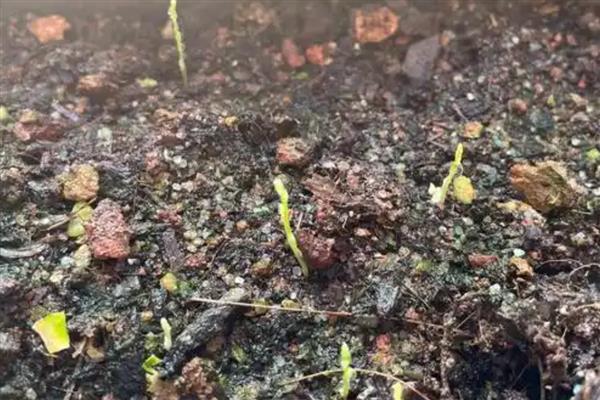 文竹如何繁殖，可播种繁殖也可分株繁殖