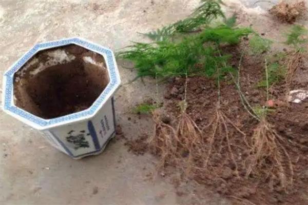 文竹如何繁殖，可播种繁殖也可分株繁殖