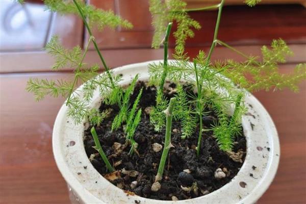 文竹如何繁殖，可播种繁殖也可分株繁殖