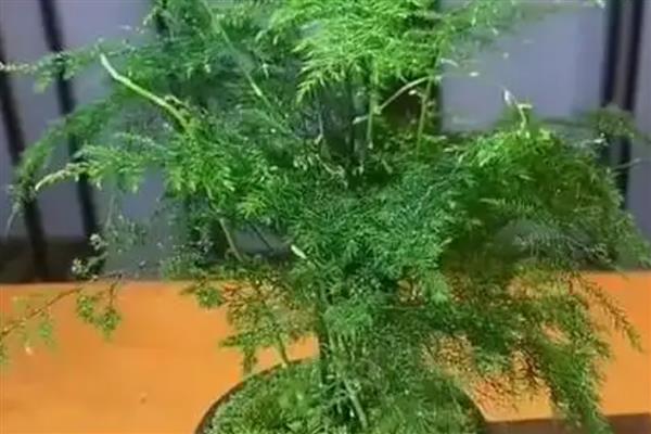 文竹如何繁殖，可播种繁殖也可分株繁殖