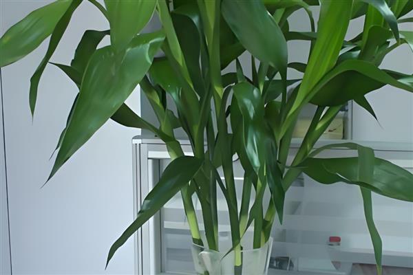 富贵竹水养几天换水一次，建议一周换一次水